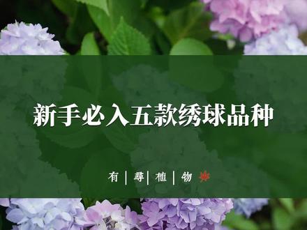 新手必入五款绣球
在这个夏天怎么能不养盆绣球呢?这几款好养皮实,小白也能养出大花球的视觉效果#绣球 #花卉绿植 #园艺 #植物 @抖音小助手