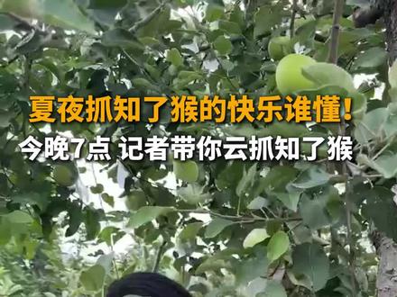 夏夜抓知了猴的快乐谁懂!7月17日,记者来到了济南“金蝉村”——章丘辛丰村,今晚7:00-8:00,带你云抓知了猴!网友:体验捡钱的快乐!#知了猴