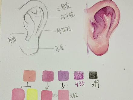 #水彩 #水彩教程 #水彩手绘 #一起学画画 #耳朵工具:
纸:遵爵水彩纸粗纹300克
笔:达芬奇、辉柏嘉彩铅水溶性
颜料:温莎牛顿24色管状
其他:派通银粉
五官教程已经出了眼睛、嘴巴、鼻子比较详细。可以在集合《上色教程》中查看哦~
