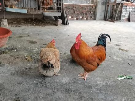 鸡领导想好事#藏游啤酒文化音乐节 @游藏游