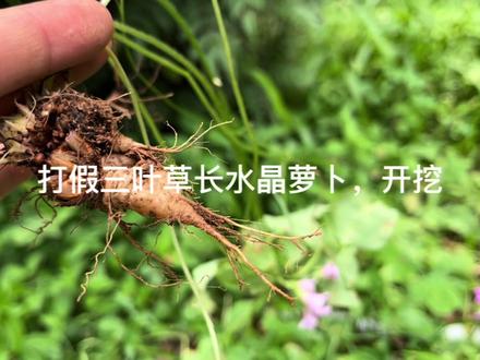 打假三叶草下面挖出水晶#植物科普 #野草