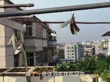 阳台上小鸟偷吃没有长大的菜苗,网友说用鸡鸭羽毛驱赶,很灵!