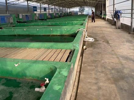 老板花20w买练手锦鲤,这钱都花在哪里了 #锦鲤 #鱼池过滤 #新鱼入缸 #团和锦鲤