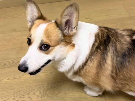 艾拉就是矮冬瓜 #狗的心思都写在脸上了 #柯基