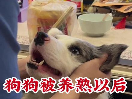 狗狗被养熟以后才会出现的五种行为 #养狗经验分享 #养狗知识分享 #养狗知识 #养狗人