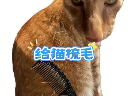 谁能想到这竟然是个恐怖游戏 #233乐园#给猫梳毛#游戏