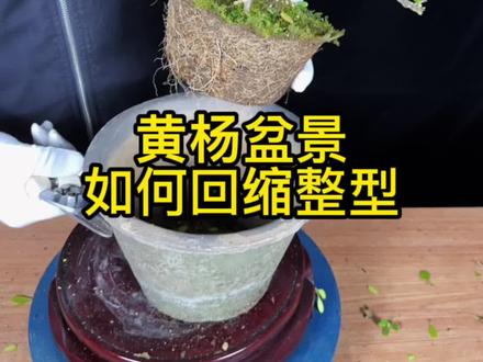 黄杨盆景如何缩剪?黄杨盆景如何修剪?#盆景 #黄杨盆景 #盆景制作 #盆景艺术