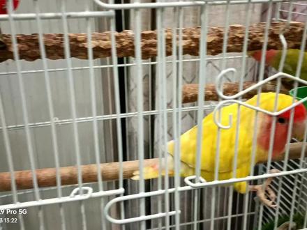 萌宠鹦鹉牡丹鹦鹉值得新手鸟友入手吗?手养鹦鹉黄桃绿桃优缺点 #鹦鹉 #鹦鹉日常 #手养牡丹鹦鹉 #鹦鹉鹦鹉萌萌哒逗鹦鹉 #鹦鹉小白 #牡丹鹦鹉 #手养鹦鹉 #宠物鸟 #萌宠鹦鹉 #翼宠