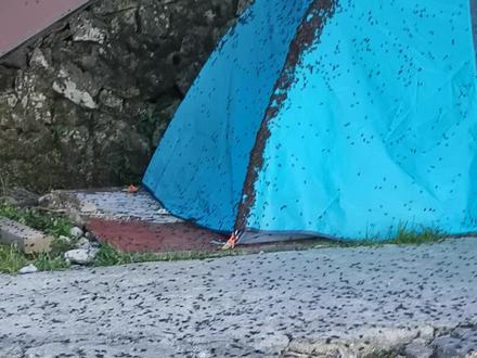 #武功山 臭屁虫多到可以被抬走😳