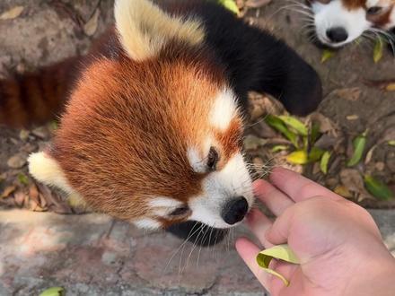 摸小熊猫攻略 #小熊猫 #来这吸熊猫