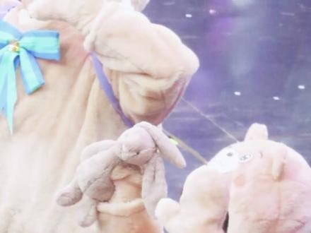 最萌的兔子宝宝
#也太可爱了吧 #苏新皓 #登陆少年组合