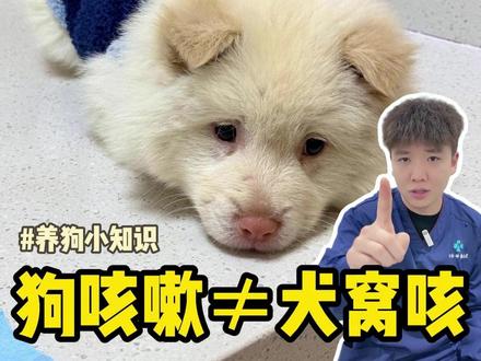 狗咳嗽≠犬窝咳,一个视频教会你怎么办 #犬窝咳 #狗狗咳嗽 #新手铲屎官必看 #猫猫狗狗 #养宠科普