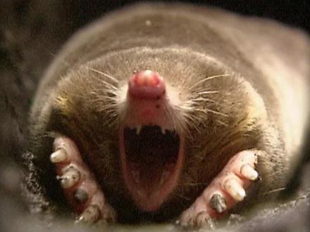 菜园子抓的小鼹鼠当宠物,眼睛退化的小家伙还挺聪明,超可爱超有趣#奇妙的动物 #宠物 #小鼹鼠 #萌宠 #可爱