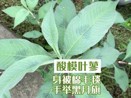 基地的野生植物酸模叶蓼#中草药 #野生植物 #新农人