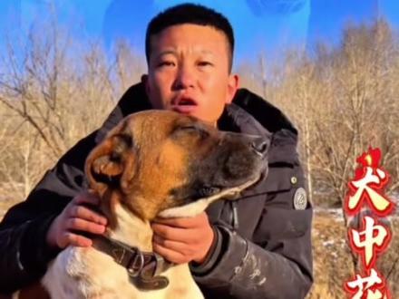 女中豪杰黄白花,手术成功#西北刀客#黄白花#猎犬护农 @西北刀客-公益护农 @西北刀客-机油手 @西北刀客-吴队