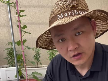 为何你的葫芦只见公花,先弄明白原理 #葫芦种植技术 #种植干货分享