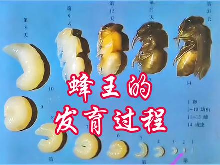 蜂王的发育和成长过程 #蜜蜂 #农村养蜂人 #蜂王
蜂王的发育和成长过程
蜂王的生命始于受精卵,卵呈香蕉形,
乳白色,微透明,一端稍粗为头部,
另一端稍细为尾部,经过约3天孵化,
成为幼虫,前3天所有蜜蜂幼虫均食用蜂王浆,此时蜂王幼虫与工蜂幼虫无明显差异。
3天后,蜂王幼虫继续食用大量蜂王浆,
而工蜂幼虫改食花粉和蜂蜜的混合物。
蜂王浆营养丰富,
能促进蜂王幼虫快速生长发育,
约5天后,蜂王幼虫发育成熟。
工蜂用蜂蜡将王台口封住,
幼虫在王台内吐丝作茧化蛹。
在蛹期,
蜂王的组织和器官进行剧烈分化和发育,
如翅膀、足等逐渐形成,身体颜色也逐渐加深。
此阶段蜂王不吃不喝,
依靠幼虫期积累的营养完成发育,
大约经过8天,蛹发育成熟。
成熟的蜂王咬开房盖,羽化成蜂,
刚羽化的蜂王身体柔软,体色较淡,
翅膀未完全展开,需食用蜂王浆进一步发育。
数小时后,蜂王身体逐渐硬朗,
具备飞行能力。
一般在羽化后3~7天,蜂王会出巢进行婚飞,
与雄蜂在空中交尾,成功交尾后,
蜂王返回蜂巢,2~3天后开始产卵,
正式履行其繁殖职责,开启新的蜂群发展周期。