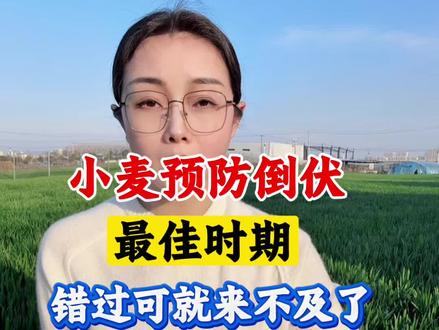 小麦预防后期倒伏的最佳机会,错过可就来不及了#小麦倒伏 #小麦种植 #小麦高产技术 #小麦抗倒伏 #金赞不倒翁
