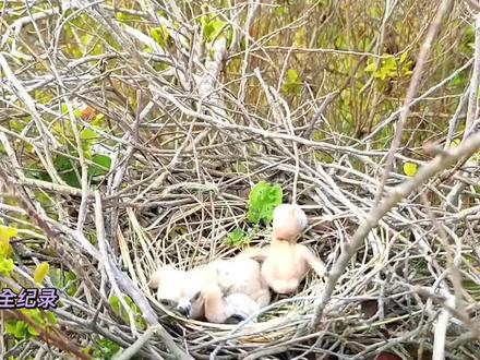 黑翅鸢育雏(2):小鸟们非常饥饿,吃起来狼吞虎咽 #黑翅鸢育雏 #鸟 #动物世界 #万物皆有灵性 #野生动物