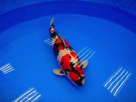 锦鲤肢体语言来判断鱼病-收鳍,锦鲤收鳍的4种动作都代表什么? #锦鲤知识分享 #锦鲤鱼病防治 #教你养锦鲤