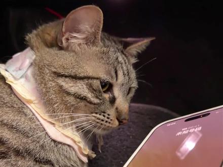 当老虎接到诈骗电话…… #叫声难听的猫咪 #给春日养宠支个招 #诈骗电话搞笑对话 #万物可爱计划 #萌宠出道计划