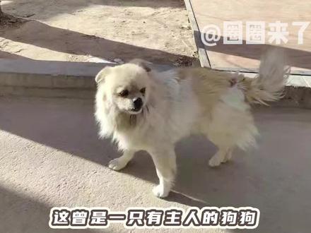 你快回来吧,这只小狗在敦煌,等了你整整两年#帮助敦煌狗狗回家