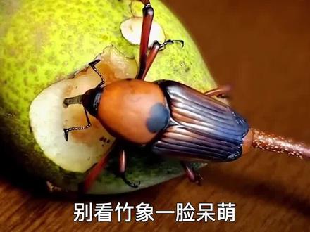 农村常见的竹象,为啥越来越少了?这背后的真相令人直流口水。 #竹象 #笋子虫 #童年 #吃货