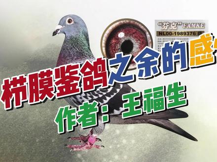 栉膜鉴鸽之余的感悟 #赛鸽经验 #赛鸽 #鸽眼 #鸽眼栉膜鉴 #赛鸽信
