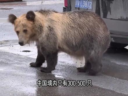 藏马熊为什么会成为青藏高原的 "杀人熊"? #藏马熊 #动物科普 #神奇动物 #保护野生动物