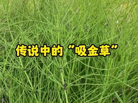 这种野草能吸取黄金,因此被称为黄金草,也叫问荆草。#问荆草 #节节草 #植物科普