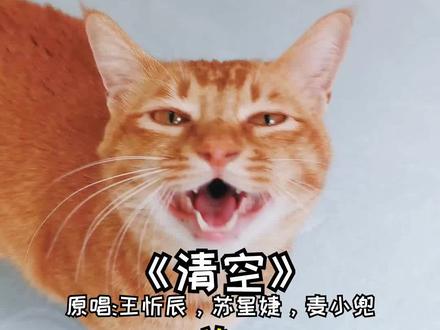 如果让你清空关注列表只留下一个,你会留下谁?把他艾特出来#爱宠治愈季 #会唱歌的猫 #清空 @DOU+小助手