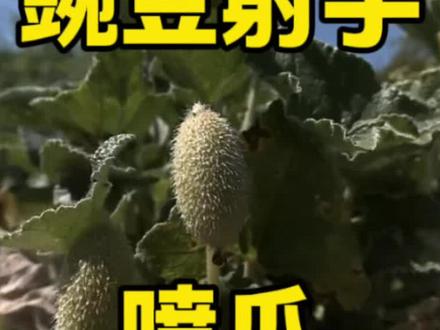 豌豆射手的原型——喷瓜,太炸裂了 #科普 #冷知识 #搞笑