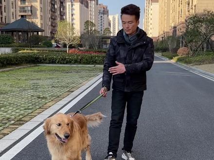 大型成犬应该如何去解决爆冲训练随行呢!看过来,我教你#金毛 #训犬 #狗狗 #金毛大暖男 #萌宠出道计划 #狗狗训练 #衢州训犬 #狗狗爆冲