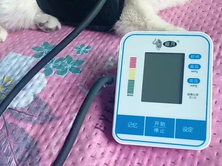 量量血压,保持良好#猫舍 #蓝金渐层 #小奶猫的成长日记 #萌宠出道计划