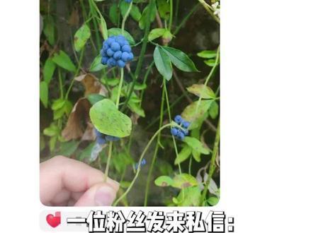 身边常见的九大有毒植物 #有毒植物 #生活小常识 #野果 #植物科普 #蓖麻