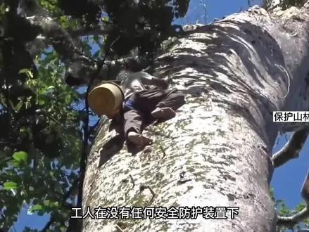 印尼人攀爬50米高的巨树,冒死采蜜养家,纪录片解说 #采蜂蜜 #原始森林 #纪录片充电计划