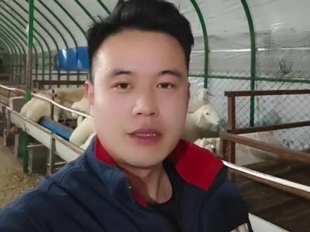 养100只羊一年能赚多少钱? #养羊 #养羊技术 #养羊创业