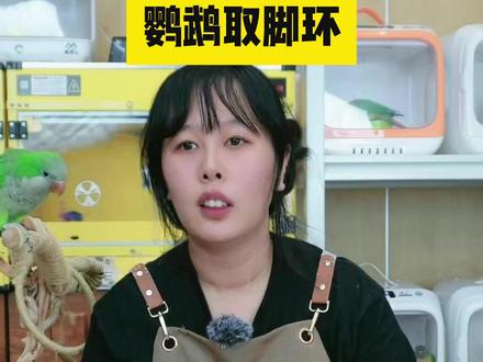 鹦鹉脚环能取吗?怎么取?#三只蛋鹦鹉 #手养鸟 #和尚鹦鹉