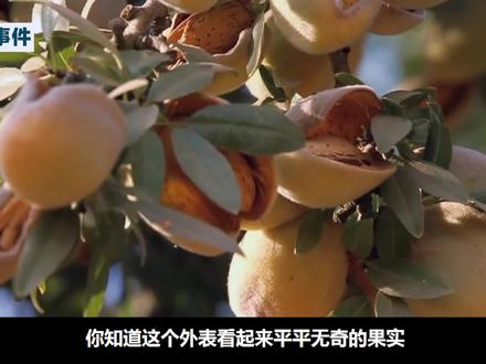 美版“杏仁”巴旦木是如何种植加工的,现代化程度让人叹为观止 #农特产品 #健康食材 #现代农业 #美食推荐