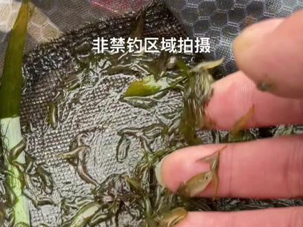 黑壳虾是喂养原生鱼,促进原生鱼发色的顶级饲料,没有之一#养鱼日记 #原生缸#野采#原生鱼