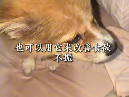 小猫小狗可以用的人用药 #新手养猫 #养宠进阶指南 #科学养宠攻略