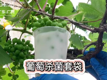 葡萄已经进入膨果期,可以套袋了,套袋前先杀杀菌,作用可大了