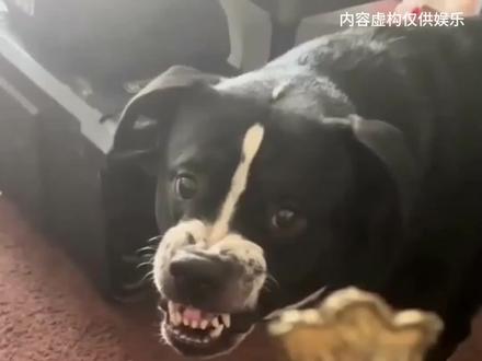 如果发现你的宠物这样,立刻把它隔离起来远离它们#宠物