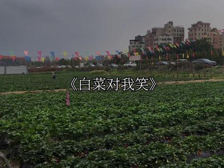 “白菜对我笑呀”#音乐分享 #白菜对我笑 #年已过完 #戴上耳机