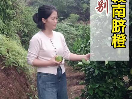 #赣南脐橙 教你如何辨别,正宗的赣南脐橙。#脐橙快熟了 #赣南脐橙11月1日正式开摘 #橙子如何选