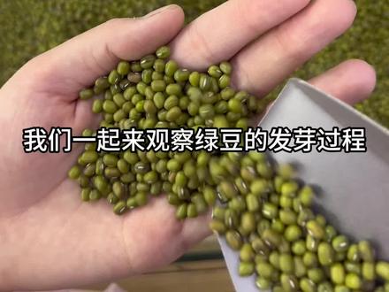观察日记——绿豆的发芽过程。#写作 #绿豆发芽观察日记