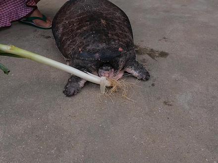 1200买只24斤甲鱼王,3个人光宰杀就花半天,铁锅炖甲鱼实在香