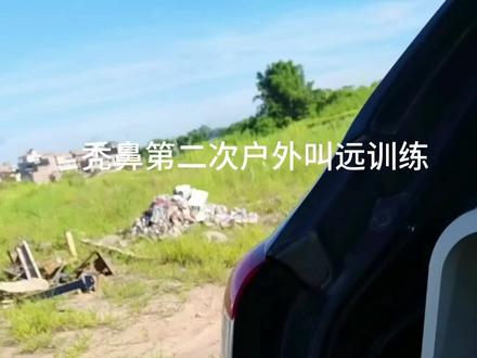 #秃鼻乌鸦 小七第二天户外训练,表现非常好,很快要盘起来了。