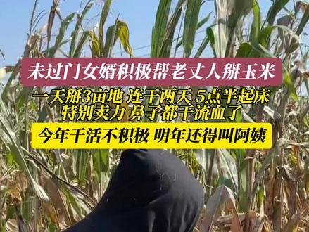 9月23日(采访时间),山东菏泽。未过门的女婿积极帮老丈人掰玉米,今年干活不积极,明年还得叫阿姨。#男朋友的作用#女婿回丈母娘家#未过门的女婿比驴都能干