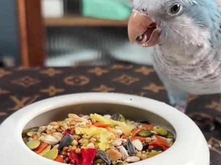 鹦鹉主粮选种子粮还是滋养丸呢? #鹦鹉